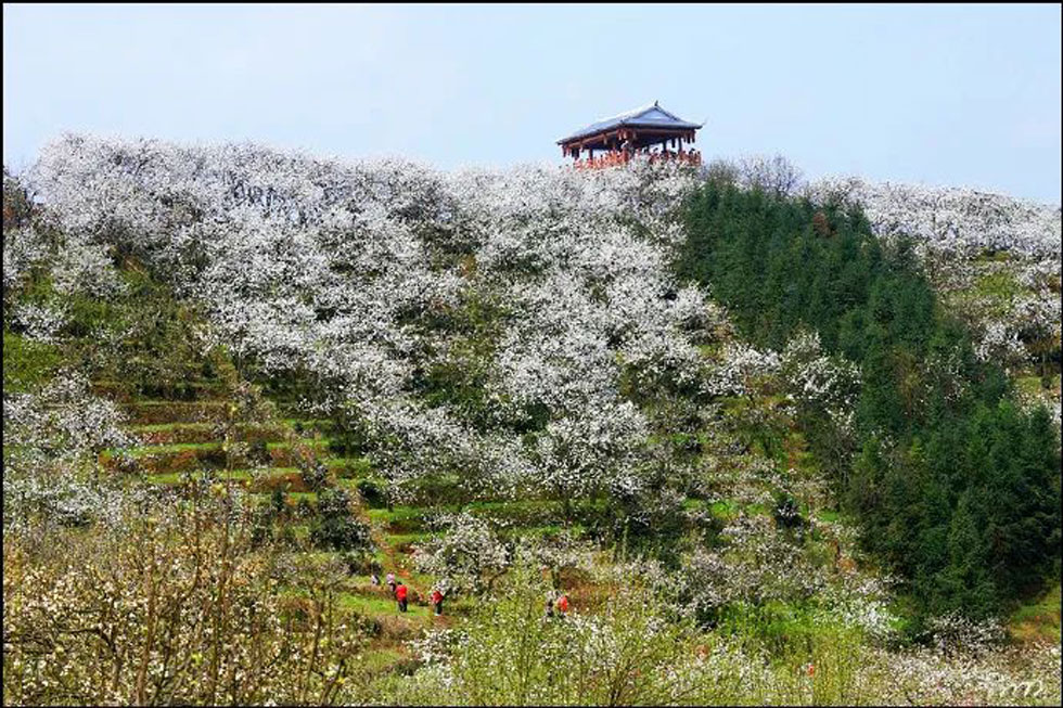 【春天，广西桂林灌阳县向您发出邀请！】我们在灌阳看梨花 - 游山玩水 - 无锡生活社区 - 无锡28生活网 wx.28life.net