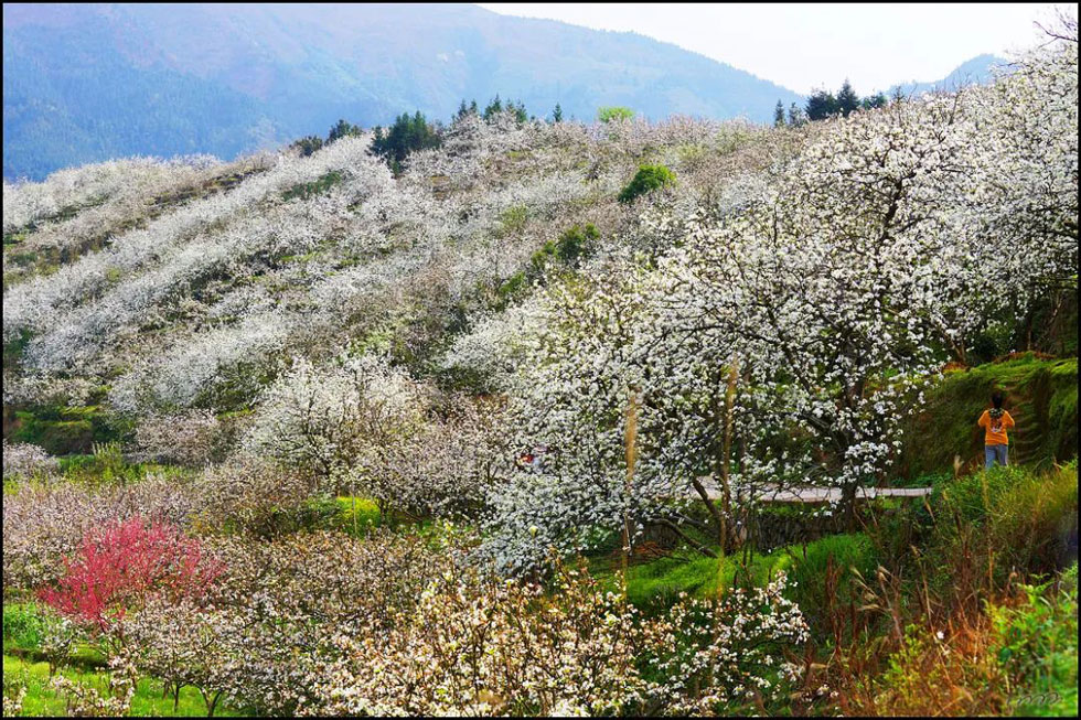 【春天，广西桂林灌阳县向您发出邀请！】我们在灌阳看梨花 - 游山玩水 - 无锡生活社区 - 无锡28生活网 wx.28life.net