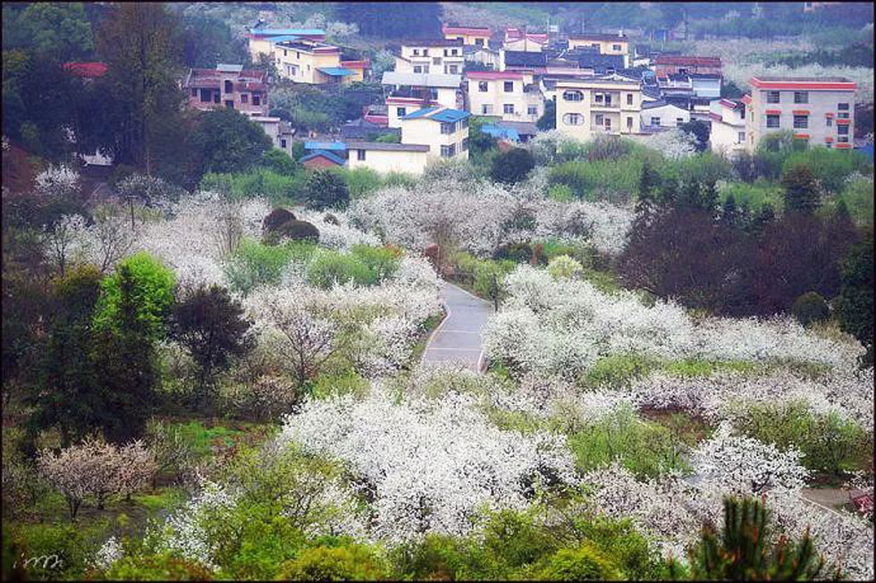 【春天，广西桂林灌阳县向您发出邀请！】我们在灌阳看梨花 - 游山玩水 - 无锡生活社区 - 无锡28生活网 wx.28life.net