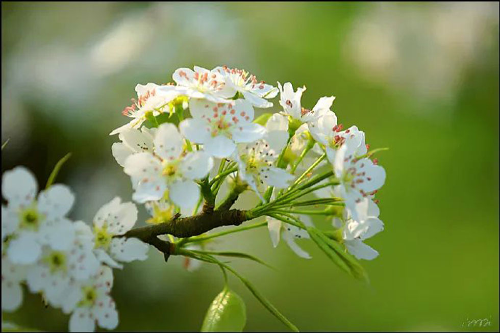 【春天，广西桂林灌阳县向您发出邀请！】我们在灌阳看梨花 - 游山玩水 - 无锡生活社区 - 无锡28生活网 wx.28life.net
