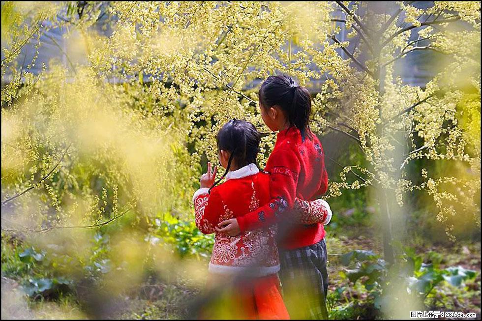 【春天，广西桂林灌阳县向您发出邀请！】米珠山前有片山苍子花在飘香 - 游山玩水 - 无锡生活社区 - 无锡28生活网 wx.28life.net