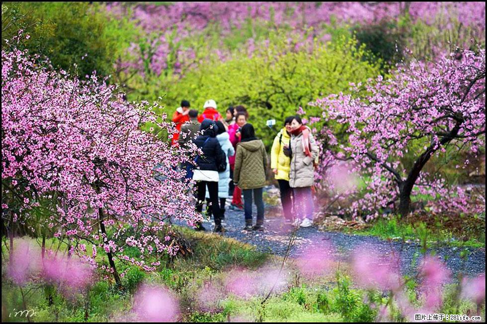 【春天，广西桂林灌阳县向您发出邀请！】官庄村有个醉美的桃花园 - 游山玩水 - 无锡生活社区 - 无锡28生活网 wx.28life.net