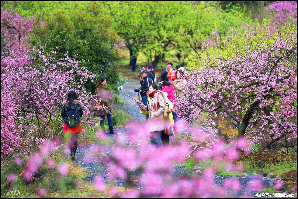 【春天，广西桂林灌阳县向您发出邀请！】官庄村有个醉美的桃花园 - 游山玩水 - 无锡生活社区 - 无锡28生活网 wx.28life.net