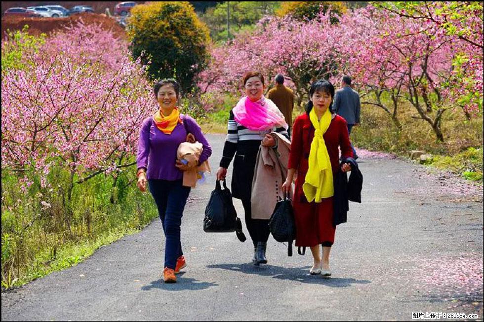 【春天，广西桂林灌阳县向您发出邀请！】官庄村有个醉美的桃花园 - 游山玩水 - 无锡生活社区 - 无锡28生活网 wx.28life.net