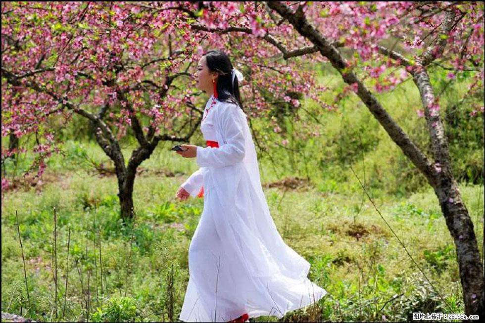 【春天，广西桂林灌阳县向您发出邀请！】官庄村有个醉美的桃花园 - 游山玩水 - 无锡生活社区 - 无锡28生活网 wx.28life.net