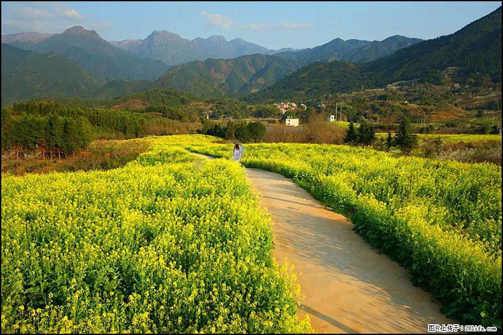 【春天，广西桂林灌阳县向您发出邀请！】长坪村油菜盛情花开 - 游山玩水 - 无锡生活社区 - 无锡28生活网 wx.28life.net