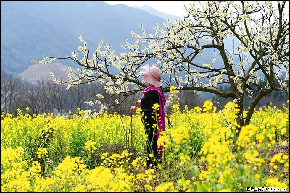 【春天，广西桂林灌阳县向您发出邀请！】长坪村油菜盛情花开 - 游山玩水 - 无锡生活社区 - 无锡28生活网 wx.28life.net
