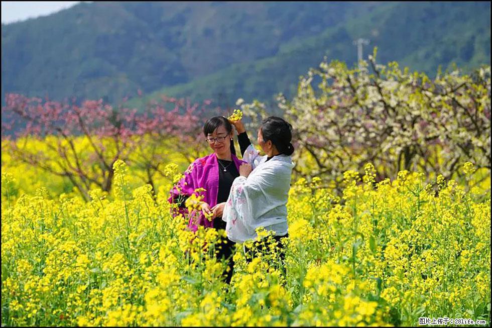 【春天，广西桂林灌阳县向您发出邀请！】长坪村油菜盛情花开 - 游山玩水 - 无锡生活社区 - 无锡28生活网 wx.28life.net