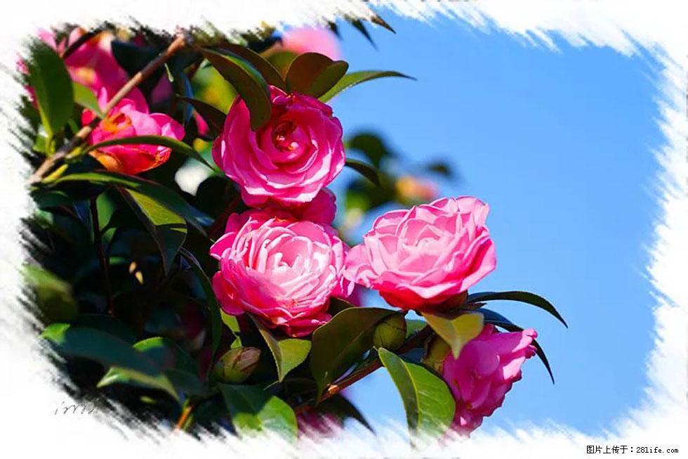 【春天，广西桂林灌阳县向您发出邀请！】杨柳井茶花惹人爱 - 游山玩水 - 无锡生活社区 - 无锡28生活网 wx.28life.net