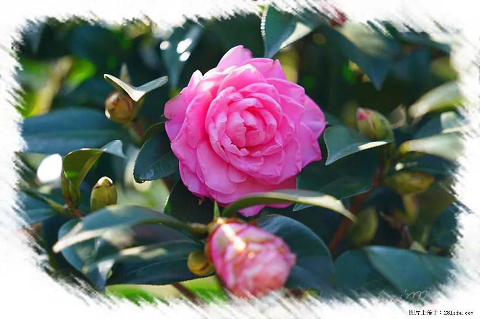 【春天，广西桂林灌阳县向您发出邀请！】杨柳井茶花惹人爱 - 游山玩水 - 无锡生活社区 - 无锡28生活网 wx.28life.net