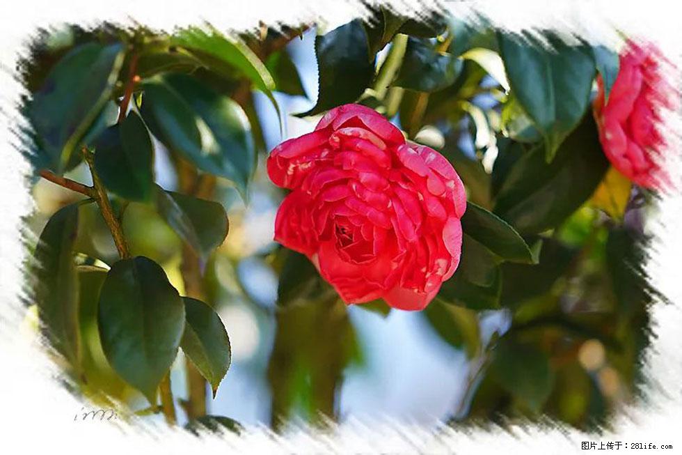 【春天，广西桂林灌阳县向您发出邀请！】杨柳井茶花惹人爱 - 游山玩水 - 无锡生活社区 - 无锡28生活网 wx.28life.net