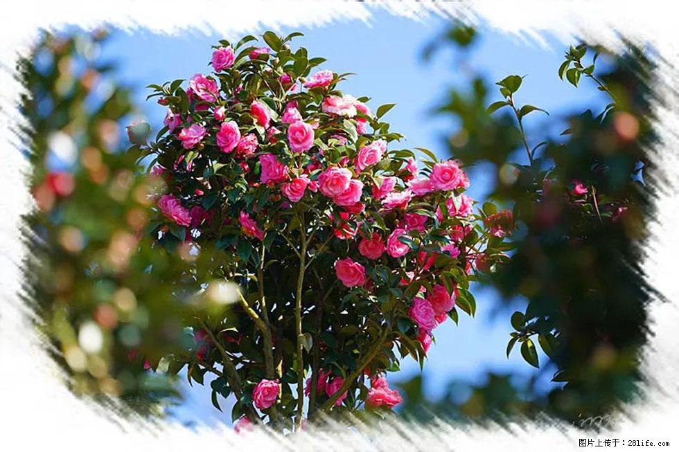 【春天，广西桂林灌阳县向您发出邀请！】杨柳井茶花惹人爱 - 游山玩水 - 无锡生活社区 - 无锡28生活网 wx.28life.net