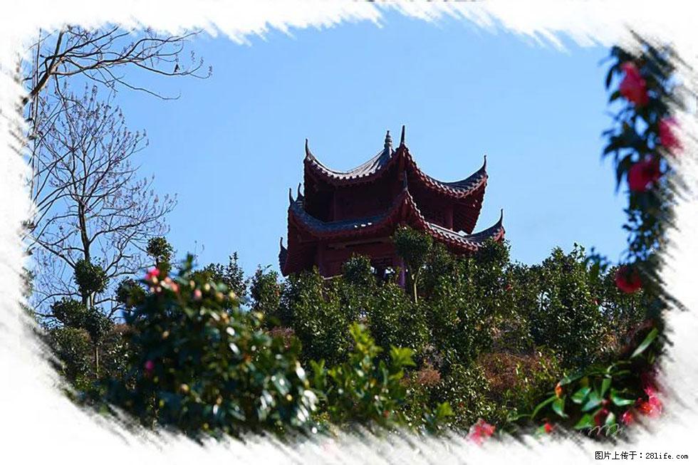 【春天，广西桂林灌阳县向您发出邀请！】杨柳井茶花惹人爱 - 游山玩水 - 无锡生活社区 - 无锡28生活网 wx.28life.net