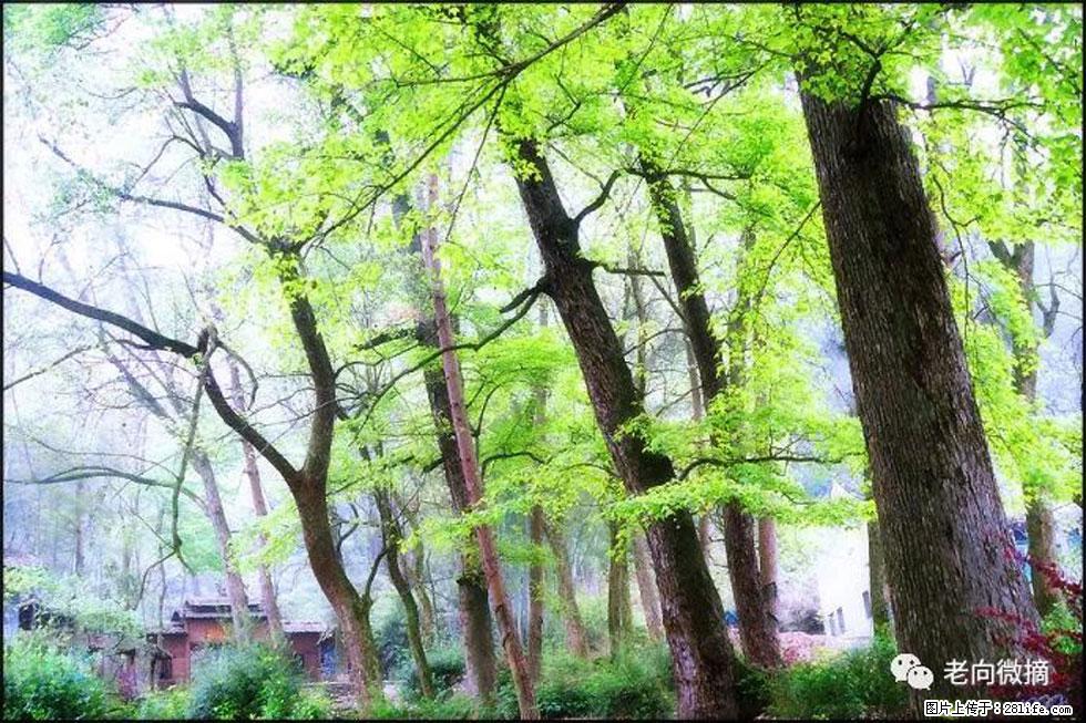【春天，广西桂林灌阳县向您发出邀请！】在小龙村与春天约会 - 游山玩水 - 无锡生活社区 - 无锡28生活网 wx.28life.net