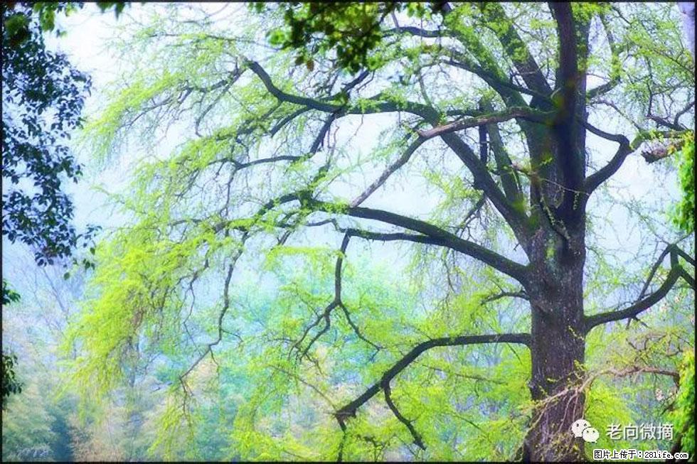 【春天，广西桂林灌阳县向您发出邀请！】在小龙村与春天约会 - 游山玩水 - 无锡生活社区 - 无锡28生活网 wx.28life.net