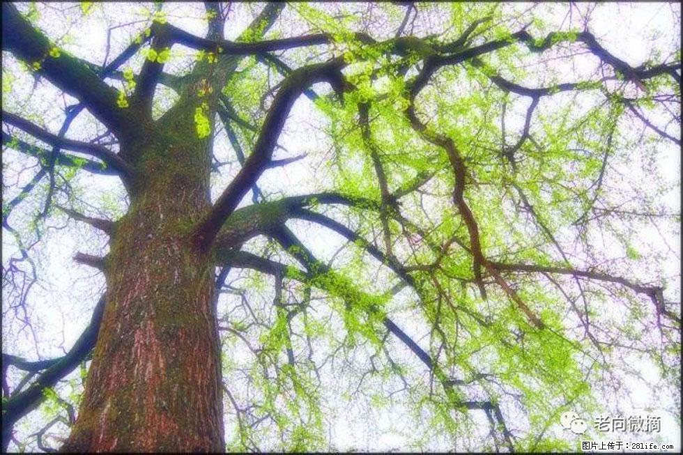 【春天，广西桂林灌阳县向您发出邀请！】在小龙村与春天约会 - 游山玩水 - 无锡生活社区 - 无锡28生活网 wx.28life.net