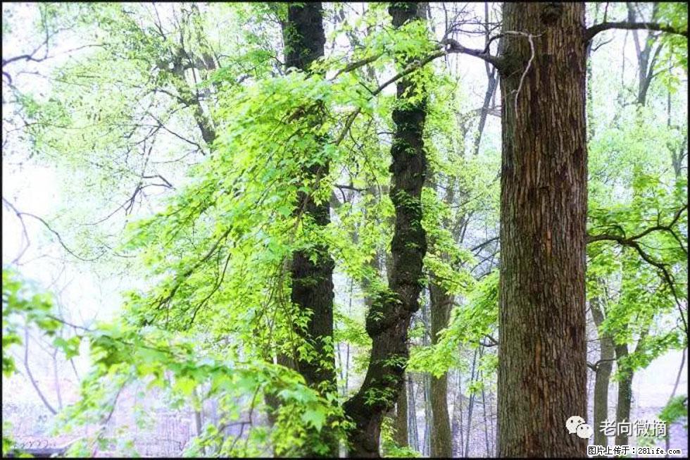 【春天，广西桂林灌阳县向您发出邀请！】在小龙村与春天约会 - 游山玩水 - 无锡生活社区 - 无锡28生活网 wx.28life.net