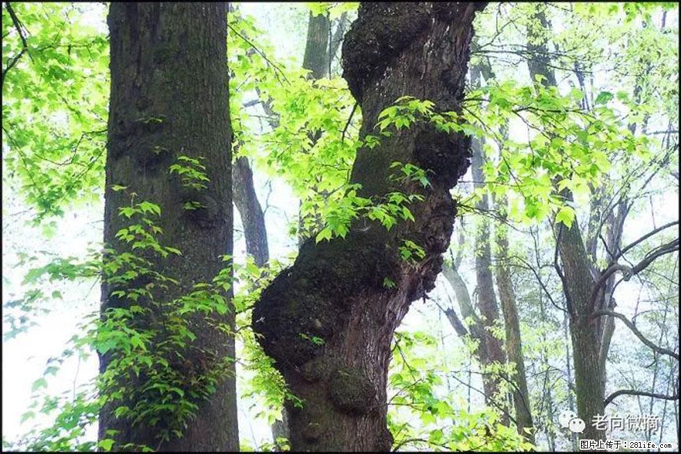 【春天，广西桂林灌阳县向您发出邀请！】在小龙村与春天约会 - 游山玩水 - 无锡生活社区 - 无锡28生活网 wx.28life.net