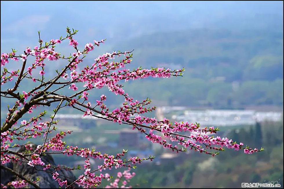 【春天，广西桂林灌阳县向您发出邀请！】望月岭上桃花开 - 游山玩水 - 无锡生活社区 - 无锡28生活网 wx.28life.net