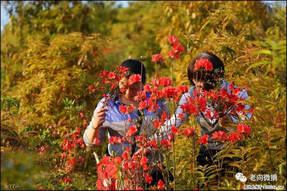 【春天，广西桂林灌阳县向您发出邀请！】登麒麟山，相约映山红 - 游山玩水 - 无锡生活社区 - 无锡28生活网 wx.28life.net