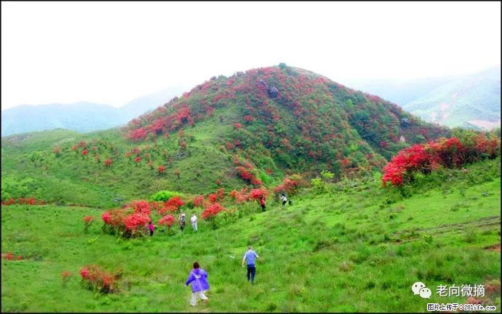 【春天，广西桂林灌阳县向您发出邀请！】宝盖山上映山红 - 游山玩水 - 无锡生活社区 - 无锡28生活网 wx.28life.net