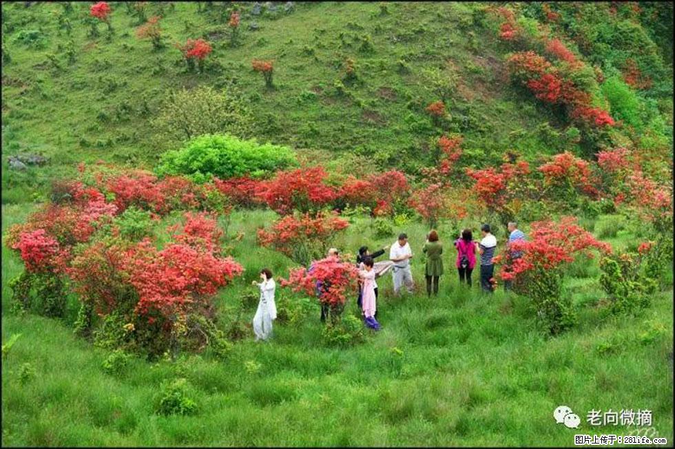 【春天，广西桂林灌阳县向您发出邀请！】宝盖山上映山红 - 游山玩水 - 无锡生活社区 - 无锡28生活网 wx.28life.net