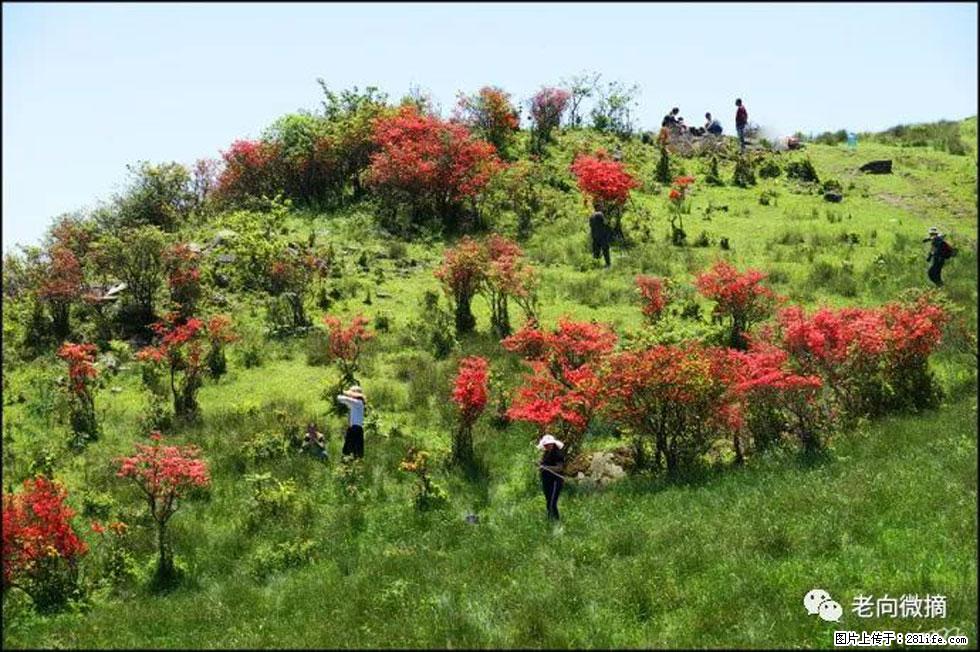 【春天，广西桂林灌阳县向您发出邀请！】宝盖山上映山红 - 游山玩水 - 无锡生活社区 - 无锡28生活网 wx.28life.net
