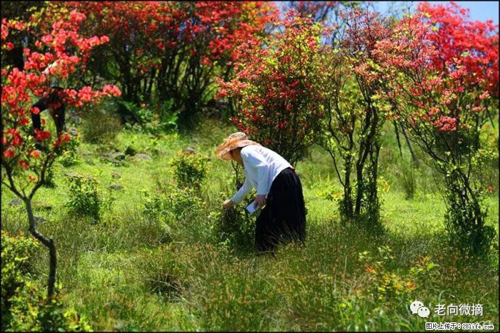 【春天，广西桂林灌阳县向您发出邀请！】宝盖山上映山红 - 游山玩水 - 无锡生活社区 - 无锡28生活网 wx.28life.net