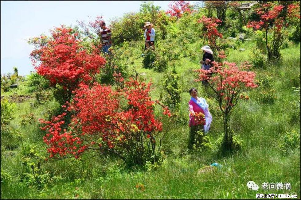 【春天，广西桂林灌阳县向您发出邀请！】宝盖山上映山红 - 游山玩水 - 无锡生活社区 - 无锡28生活网 wx.28life.net