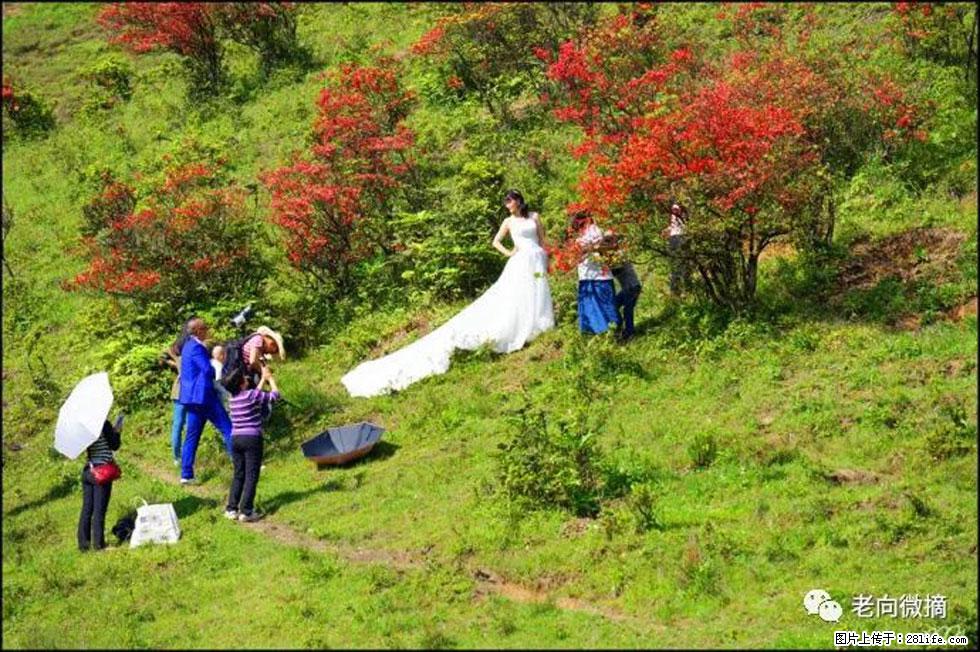 【春天，广西桂林灌阳县向您发出邀请！】宝盖山上映山红 - 游山玩水 - 无锡生活社区 - 无锡28生活网 wx.28life.net