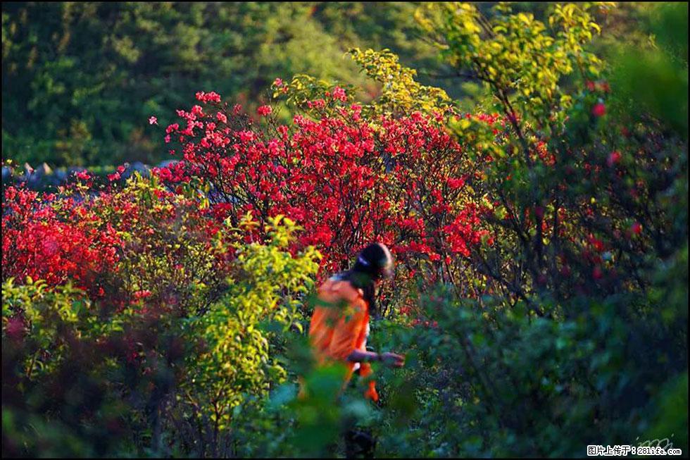 【春天，广西桂林灌阳县向您发出邀请！】春木界上映山红 - 游山玩水 - 无锡生活社区 - 无锡28生活网 wx.28life.net