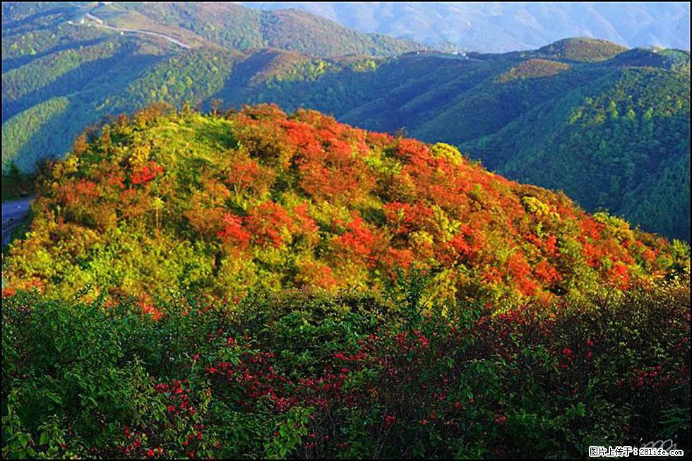 【春天，广西桂林灌阳县向您发出邀请！】春木界上映山红 - 游山玩水 - 无锡生活社区 - 无锡28生活网 wx.28life.net