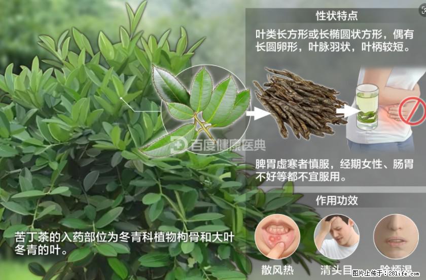 苦丁茶有哪些功效和作用 - 生活百科 - 无锡生活社区 - 无锡28生活网 wx.28life.net