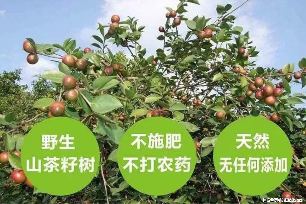【灌阳县油茶产业示范区】一个有着充实的精神生活的人，对待身外之物自会有一种淡泊的态度 - 土特产 - 饮食特产 - 无锡分类信息 - 无锡28生活网 wx.28life.net