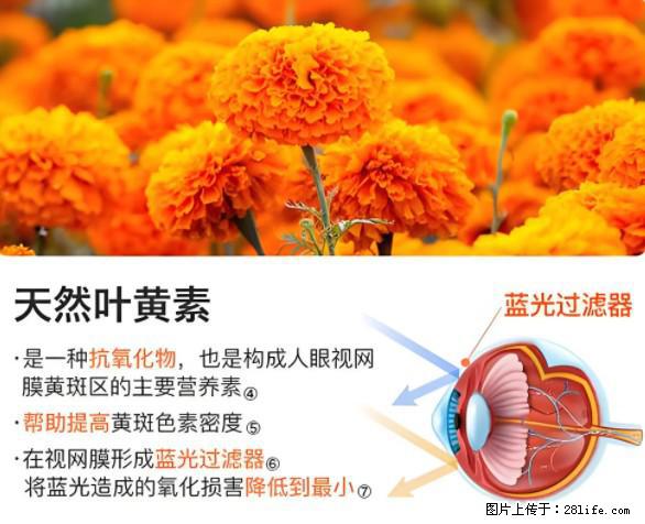 叶黄素有什么功效和作用 - 生活百科 - 无锡生活社区 - 无锡28生活网 wx.28life.net