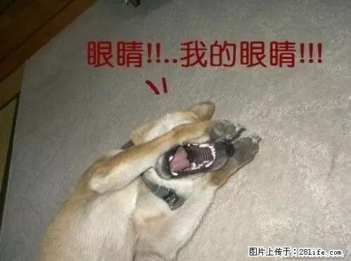 笑癫了！一女的怀孕三年未生，他终于忍不住了... - 娱乐八卦 - 无锡生活社区 - 无锡28生活网 wx.28life.net