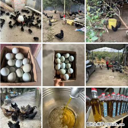 油茶园从小鸡仔开始养起的纯土鸡、土鸡蛋可以预定啦！还有前几天刚榨的纯山茶油哦 - 美食天地 - 无锡生活社区 - 无锡28生活网 wx.28life.net