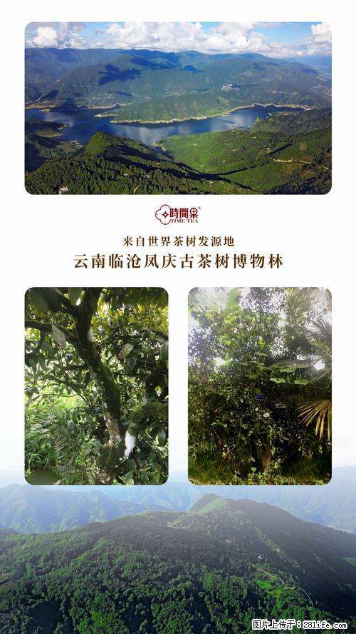 时间果百年古树2025年春红茶 - 购物交流 - 无锡生活社区 - 无锡28生活网 wx.28life.net