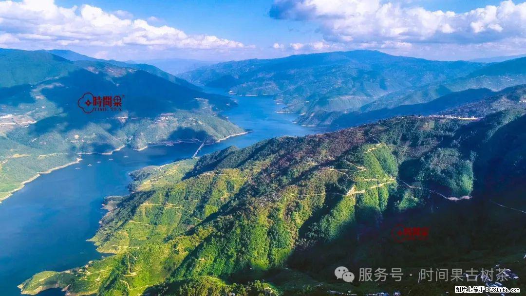 时间果百年古树龙珠普洱生茶 - 购物交流 - 无锡生活社区 - 无锡28生活网 wx.28life.net