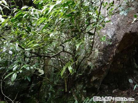 平乐石崖茶，珍贵仅次于金花茶 - 无锡生活资讯 - 无锡28生活网 wx.28life.net