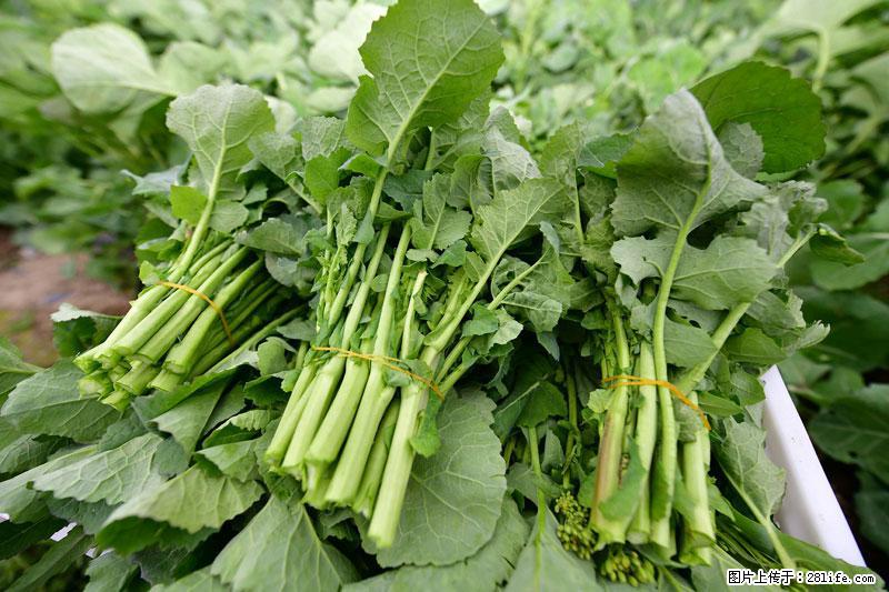 这些蔬菜是“天然钙片”，这6种被医生重点推荐 - 无锡生活资讯 - 无锡28生活网 wx.28life.net